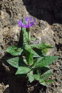 Mountain cornflower